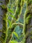 Washington State-Tiger Mountain-Moss covered fir trees Art Print